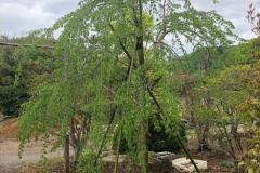 43th_isejingu_kennoh_h30_5gatsu_003_r