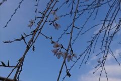 43th_isejingu_kennoh_h30_4_kaika_001_r