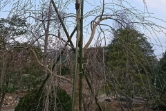 43th_isejingu_kennoh_h30_4_kaika_002_r