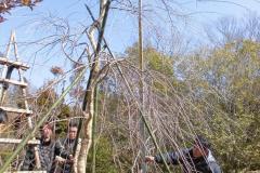 43th_isejingu_kennoh_h30_3-3_010_r