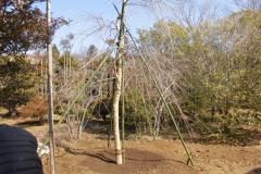 43th_isejingu_kennoh_h30_3-3_011_r
