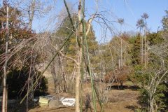 43th_isejingu_kennoh_h30_3-3_014_r