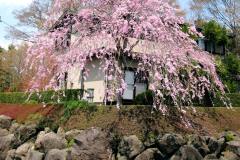 ise_sakura