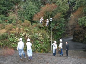 伊勢神宮献納行事 神宮司廰・庭木手入れ