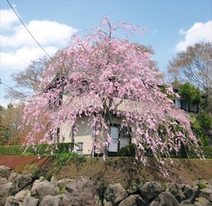 伊勢神宮に仙台シダレザクラを献木